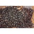 Конопля консервированная DYNAMITE BAITS 700 гр Конопля консервированная DYNAMITE BAITS 700 гр