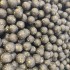 Бойлы GBS прикормочные Green Lipped Mussel Зеленогубая Мидия 20мм 1кг Бойлы GBS прикормочные Green Lipped Mussel Зеленогубая Мидия 20мм 1кг